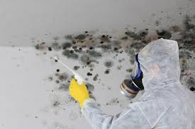 Best Black Mold Removal  in USA